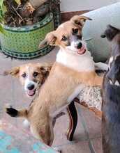 URMEL, Hund, Mischlingshund in Spanien - Bild 3