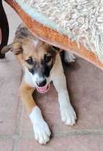 URMEL, Hund, Mischlingshund in Spanien - Bild 4