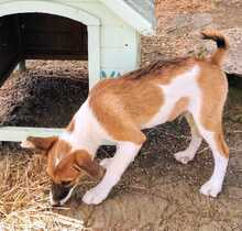 URMEL, Hund, Mischlingshund in Spanien - Bild 5