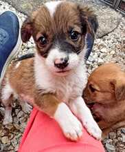URMEL, Hund, Mischlingshund in Spanien - Bild 6