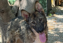 JIM, Hund, Mischlingshund in Italien - Bild 1