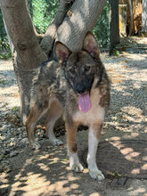 JIM, Hund, Mischlingshund in Italien - Bild 10