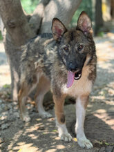 JIM, Hund, Mischlingshund in Italien - Bild 11