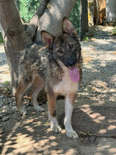 JIM, Hund, Mischlingshund in Italien - Bild 12