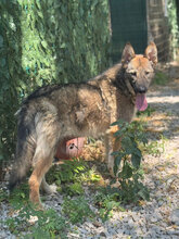 JIM, Hund, Mischlingshund in Italien - Bild 13