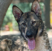 JIM, Hund, Mischlingshund in Italien - Bild 14