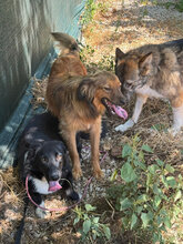 JIM, Hund, Mischlingshund in Italien - Bild 15