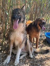 JIM, Hund, Mischlingshund in Italien - Bild 3