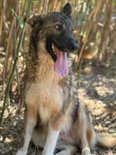 JIM, Hund, Mischlingshund in Italien - Bild 4