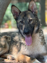 JIM, Hund, Mischlingshund in Italien - Bild 5