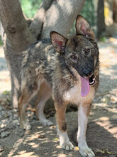 JIM, Hund, Mischlingshund in Italien - Bild 6