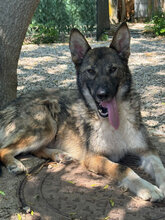 JIM, Hund, Mischlingshund in Italien - Bild 7