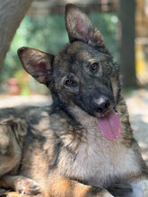 JIM, Hund, Mischlingshund in Italien - Bild 8