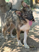 JIM, Hund, Mischlingshund in Italien - Bild 9