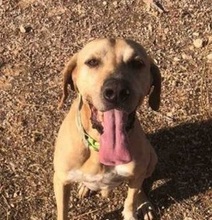 BOBBY, Hund, Magyar Vizsla in Griechenland - Bild 1