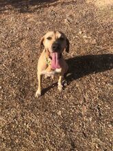 BOBBY, Hund, Magyar Vizsla in Griechenland - Bild 3