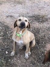 BOBBY, Hund, Magyar Vizsla in Griechenland - Bild 4