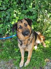 MILA 124-25-A, Hund, Deutscher Schäferhund-Mix in Windorf - Bild 1
