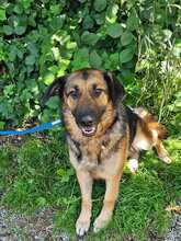 MILA 124-25-A, Hund, Deutscher Schäferhund-Mix in Windorf - Bild 2