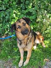 MILA 124-25-A, Hund, Deutscher Schäferhund-Mix in Windorf - Bild 3