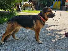MILA 124-25-A, Hund, Deutscher Schäferhund-Mix in Windorf - Bild 4