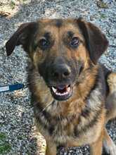 MILA 124-25-A, Hund, Deutscher Schäferhund-Mix in Windorf - Bild 5