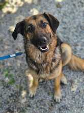 MILA 124-25-A, Hund, Deutscher Schäferhund-Mix in Windorf - Bild 6