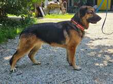 MILA 124-25-A, Hund, Deutscher Schäferhund-Mix in Windorf - Bild 7