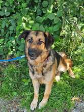 MILA 124-25-A, Hund, Deutscher Schäferhund-Mix in Windorf - Bild 8