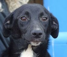 ANDY, Hund, Mischlingshund in Rumänien - Bild 1