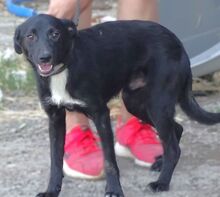 ANDY, Hund, Mischlingshund in Rumänien - Bild 2