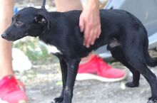 ANDY, Hund, Mischlingshund in Rumänien - Bild 3