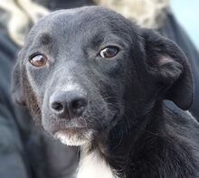 ANDY, Hund, Mischlingshund in Rumänien - Bild 4