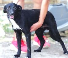ANDY, Hund, Mischlingshund in Rumänien - Bild 5