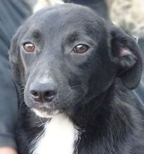 ANDY, Hund, Mischlingshund in Rumänien - Bild 6