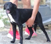 ANDY, Hund, Mischlingshund in Rumänien - Bild 7