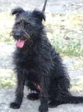 ENA, Hund, Mischlingshund in Rumänien - Bild 2