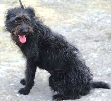 ENA, Hund, Mischlingshund in Rumänien - Bild 4