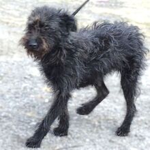 ENA, Hund, Mischlingshund in Rumänien - Bild 7
