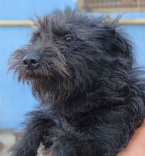 ENA, Hund, Mischlingshund in Rumänien - Bild 8