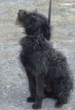ENA, Hund, Mischlingshund in Rumänien - Bild 9
