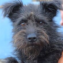 ENA, Hund, Mischlingshund in Gefrees