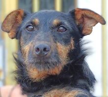 ROSS, Hund, Mischlingshund in Rumänien - Bild 1