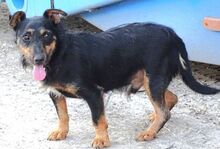 ROSS, Hund, Mischlingshund in Rumänien - Bild 2