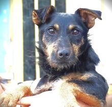 ROSS, Hund, Mischlingshund in Rumänien - Bild 3
