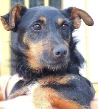 ROSS, Hund, Mischlingshund in Rumänien - Bild 4