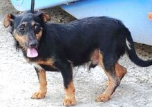 ROSS, Hund, Mischlingshund in Rumänien - Bild 5