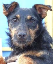 ROSS, Hund, Mischlingshund in Rumänien - Bild 6