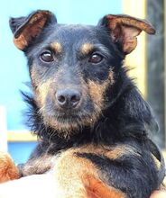 ROSS, Hund, Mischlingshund in Rumänien - Bild 7