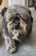 MAZLI, Hund, Mischlingshund in Mülheim - Bild 1